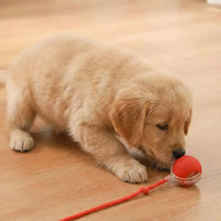 Placeholder: golden retriever puppy sniffing a red rolling ball toy in a clear shell with tail