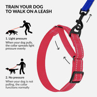 Placeholder: martingale collar with lead showing limited-slip action (CollarDirect via PetVita image)