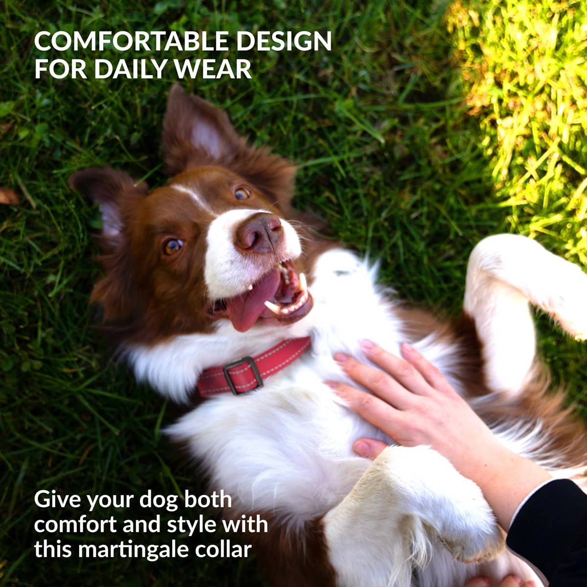 Placeholder: dog wearing reflective martingale collar (CollarDirect via PetVita image)