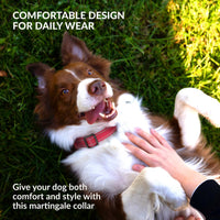 Placeholder: dog wearing reflective martingale collar (CollarDirect via PetVita image)