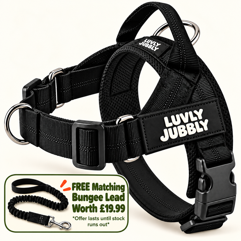 Luvly Jubbly black harness with free matching bungee lead worth £19.99