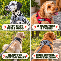 Luvly Jubbly — Four dogs wearing personalised harnesses