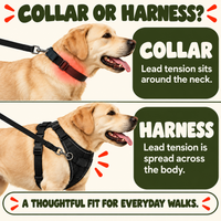Luvly Jubbly — Collar and harness comparison