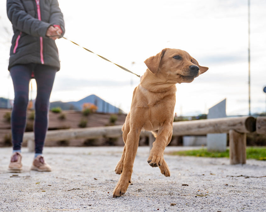 A dog pulling ahead on a lead compared with a dog walking calmly in a front-clip harness
